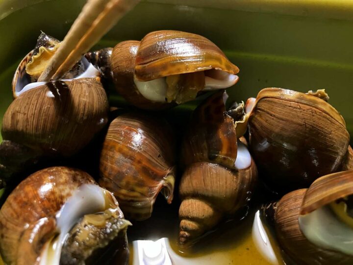煮た巻貝