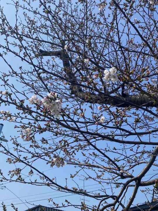 咲き始めの桜と青空
