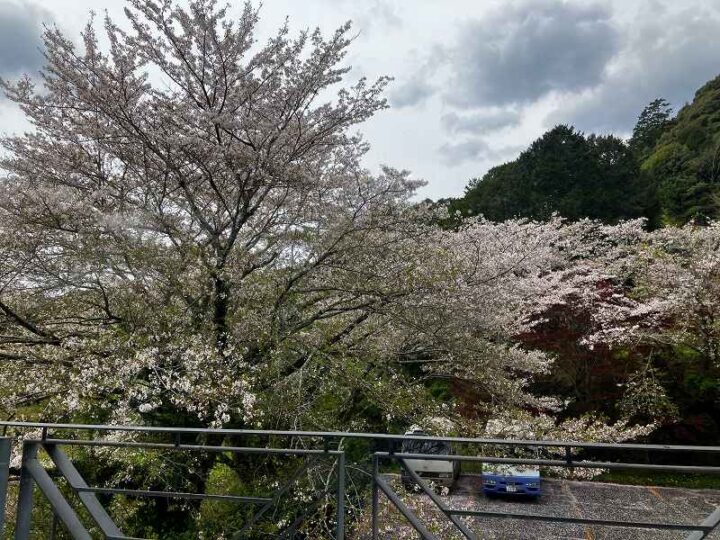 奥山きじ亭周辺に咲く春の桜風景