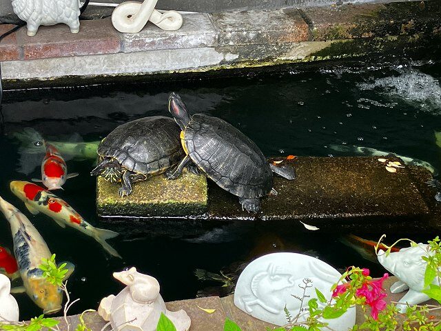 水槽にミドリガメと錦鯉