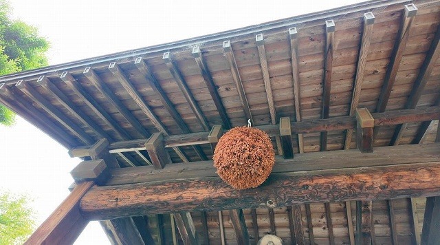 万大醸造の門の木組みの天井に吊るされた丸く大きな茶色い杉玉