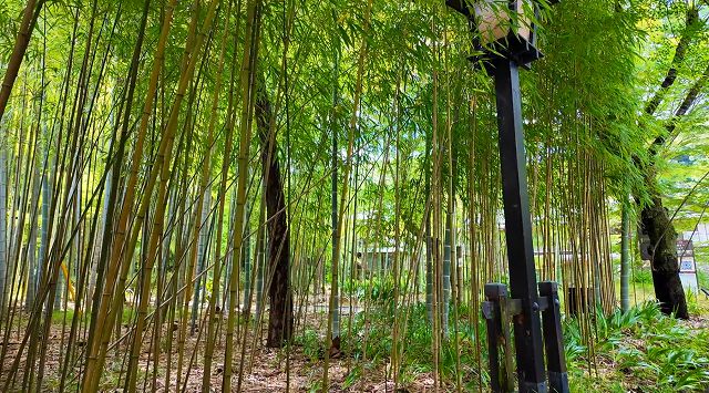 石畳の小径の両側に青々とした竹林が広がる風情ある散策路