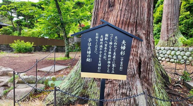 日枝神社境内に立つ夫婦杉の歴史を説明する黒い案内板