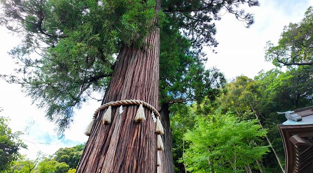 空高くそびえ立つ日枝神社の巨大な夫婦杉と太い注連縄