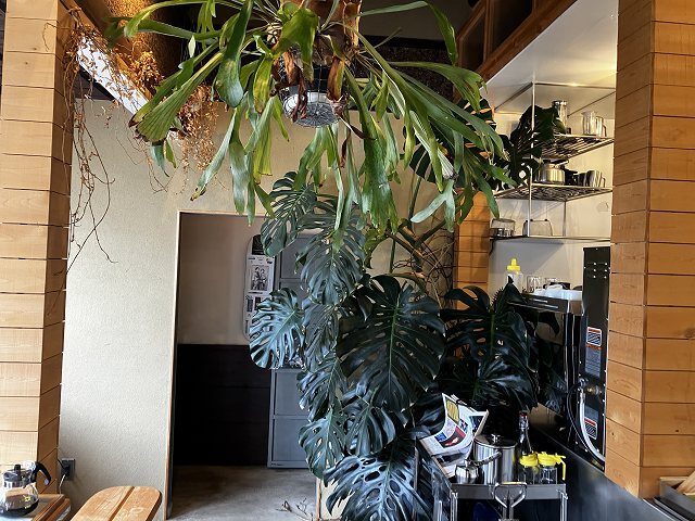 TATAZUMI COFFEE焙煎場店の店内に飾られたグリーン
